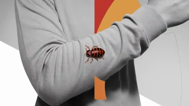 هل يقرص البق فوق الملابس