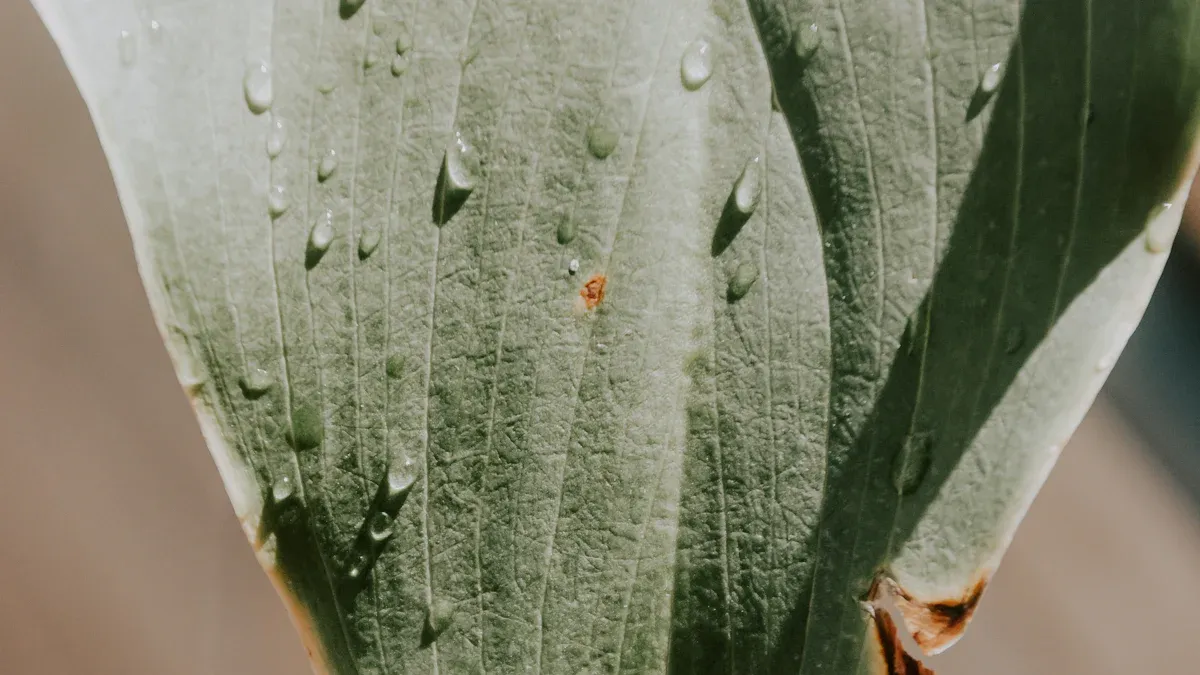 أبرز أجناس البق الدقيقي (Genera of Mealybugs)